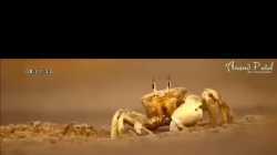 ปูหนีบ จิมิ