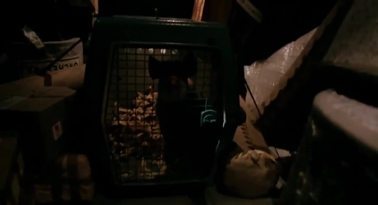 Babe 2 Pig in the City หมูน้อยหัวใจเทวดา (1998)
