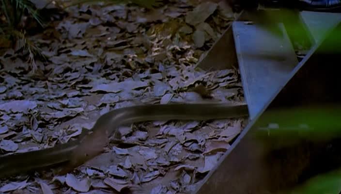 Snake Lady (2001) แม่เบี้ย