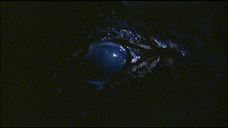 Alligator (1980) โคตรไอ้เคี่ยม
